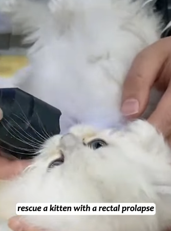 T1605027 rescue a kitten with a rectal prolapse#fyp #animalsoftiktok #rescue part2