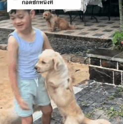 T1505035 The rescue of the abandoned dog without sempe part2