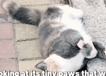 D1705019 From the Streets tpo Safety Cat Fight for Life part2