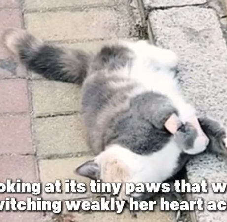 D1705019 From the Streets tpo Safety Cat Fight for Life part2