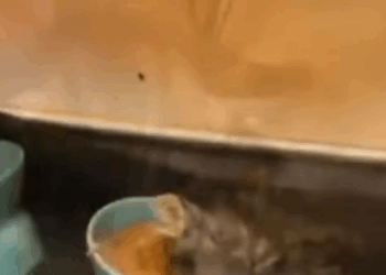 T1905001 The Rescue That Gave This Cat New Life part2