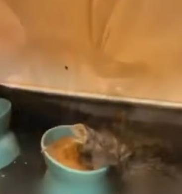 T1905001 The Rescue That Gave This Cat New Life part2