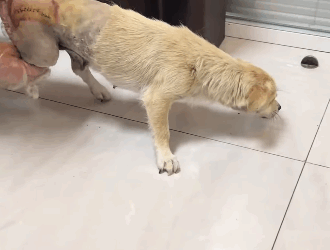 T2105001 Rescue dog part2