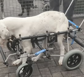 T2305013 We did rescue today and made the wheelchair for the dog part2