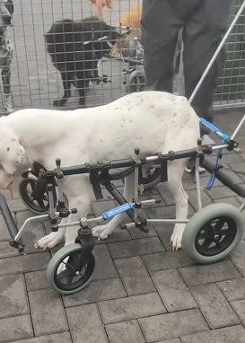 T2305013 We did rescue today and made the wheelchair for the dog part2