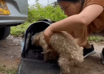 T0406009 Rescue of an abandoned dog is tied in a campaign❤️ part2