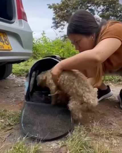 T0406009 Rescue of an abandoned dog is tied in a campaign❤️ part2