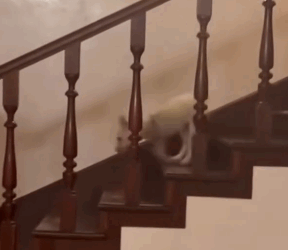 T0406071 Rescue baby dog fyp rescue animal rescueanimal rescuedog dog part2