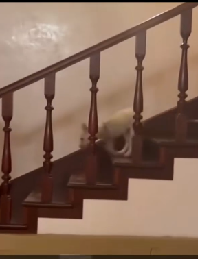 T0406071 Rescue baby dog fyp rescue animal rescueanimal rescuedog dog part2