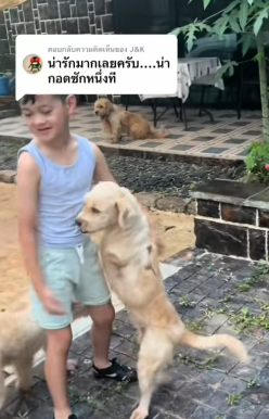 T1505035 The rescue of the abandoned dog without sempe part2