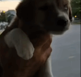 T1805004 Rescue of a small abandoned dog with an eye problem❤️ part2