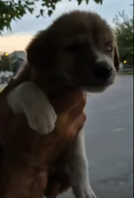 T1805004 Rescue of a small abandoned dog with an eye problem❤️ part2