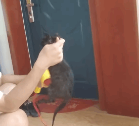 T1605008 A cat on the run on the highway during a rainstorm#fyp #usa #animalsoftiktok #rescue #cute #cat #catsoftiktok part2