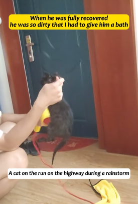 T1605008 A cat on the run on the highway during a rainstorm#fyp #usa #animalsoftiktok #rescue #cute #cat #catsoftiktok part2