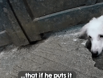 D1705032 Heavy Iron Gate Pins Down Dog part2