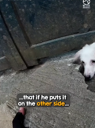 D1705032 Heavy Iron Gate Pins Down Dog part2