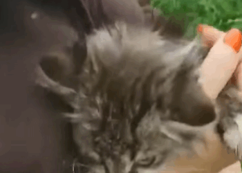 T1905049 The Kitten Crouched Next To The Row Because It Was Completely Exhausted After The Heavy Rain Last Night part2