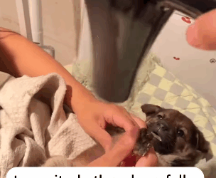 T2105021 Picked up dog part2