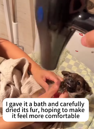 T2105021 Picked up dog part2