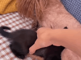 T2305031 This brave little cat bet on my kindness, and how could I ever let it down#fyp #animalsoftiktok #fypシ #cat part2