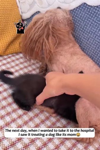 T2305031 This brave little cat bet on my kindness, and how could I ever let it down#fyp #animalsoftiktok #fypシ #cat part2