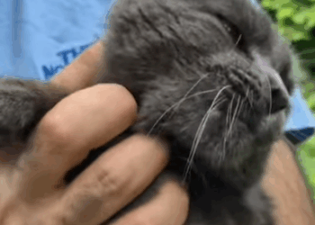 T0406029 Rescue of an abandoned cat with mouth problems part2