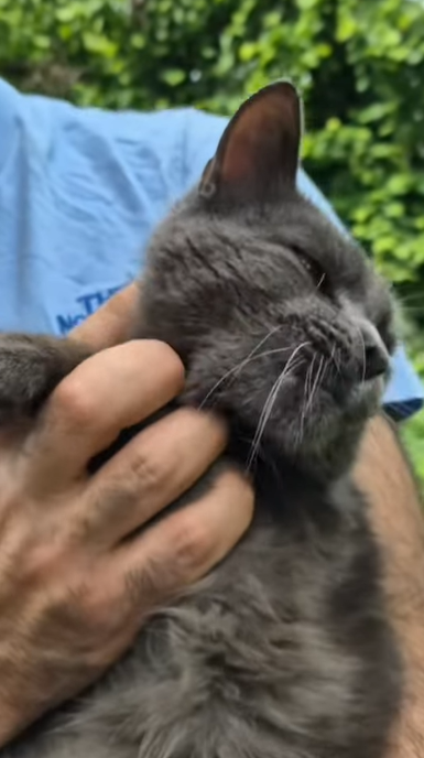 T0406029 Rescue of an abandoned cat with mouth problems part2