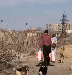 T0506004 A homeless man has spent his life caring for 30 abandoned dogs part2