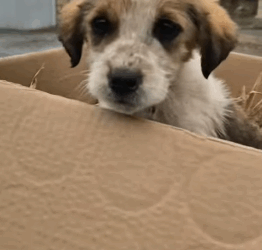 T1805020 Rescue of a small abandoned dog with a paw problem part2