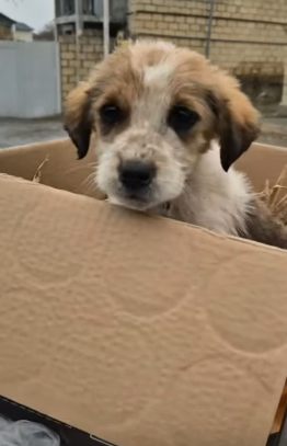 T1805020 Rescue of a small abandoned dog with a paw problem part2