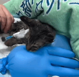 T1605024 Me and my daughter rescued a little kitten that had been hit by a car and was lying on the side of the road, barely alive part2