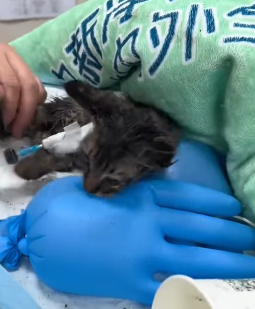 T1605024 Me and my daughter rescued a little kitten that had been hit by a car and was lying on the side of the road, barely alive part2