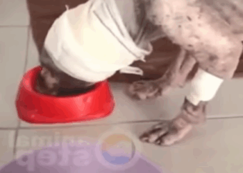 D1705030 From being abandoned to being loved this dog story can break anyone heart part2