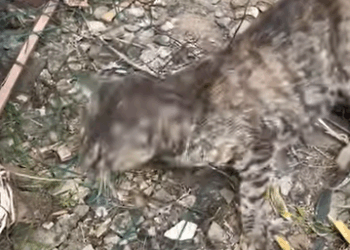 T1505022 She was lost part2