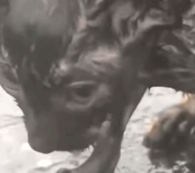 T1905046 The kitten sits in puddle of rain because she cannot stand up part2