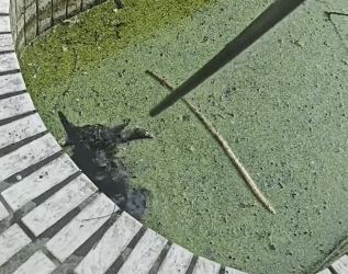 T2105028 Rescue dog part2