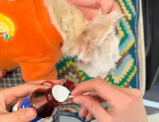 T2305026 Rescuing a stray dog, love really can change its look in the eyes#fyp #rescue #animalsoftiktok #dog part2