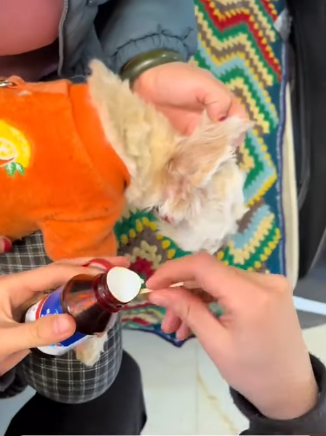 T2305026 Rescuing a stray dog, love really can change its look in the eyes#fyp #rescue #animalsoftiktok #dog part2