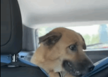 T0406026 Rescue of an abandoned dog lying on the ground part2