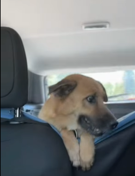 T0406026 Rescue of an abandoned dog lying on the ground part2