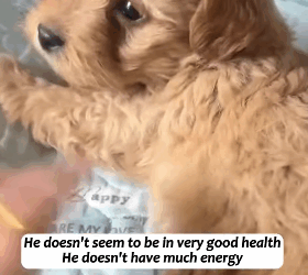 T1605007 I thought I was just picking up a puppy, but I didn’t realize that it turned into a litter of puppies behind me😂😂😂#fyp #usa #animalsoftiktok #rescue #cute #dog #usa🇺 part2