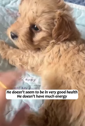 T1605007 I thought I was just picking up a puppy, but I didn’t realize that it turned into a litter of puppies behind me😂😂😂#fyp #usa #animalsoftiktok #rescue #cute #dog #usa🇺 part2