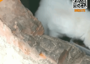 T1905029 The Kitten Has Been Seriously Ill Due To Living In Filthy Environment Since Birth part2