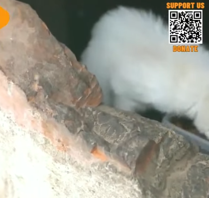 T1905029 The Kitten Has Been Seriously Ill Due To Living In Filthy Environment Since Birth part2