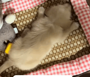 T2105030 Picked up puppy part2