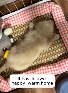 T2105030 Picked up puppy part2