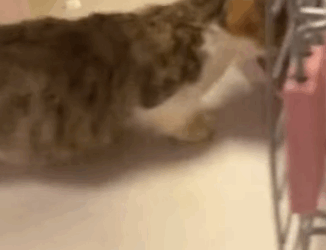 T2305022 There was a cat’s cry coming from the grass part2