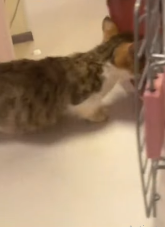 T2305022 There was a cat’s cry coming from the grass part2