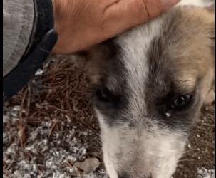 T0406004 Rescue of a small dog abandoned in the snow❤️ #heroes #save #rescue part2