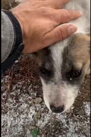 T0406004 Rescue of a small dog abandoned in the snow❤️ #heroes #save #rescue part2
